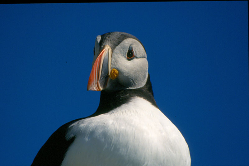 Uccelli dalla Norvegia